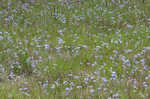 Nash's blue-eyed grass